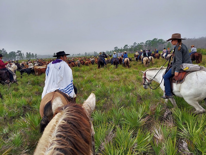 Living History in Motion: The Great Florida Cattle Drive Kicks Off January 26