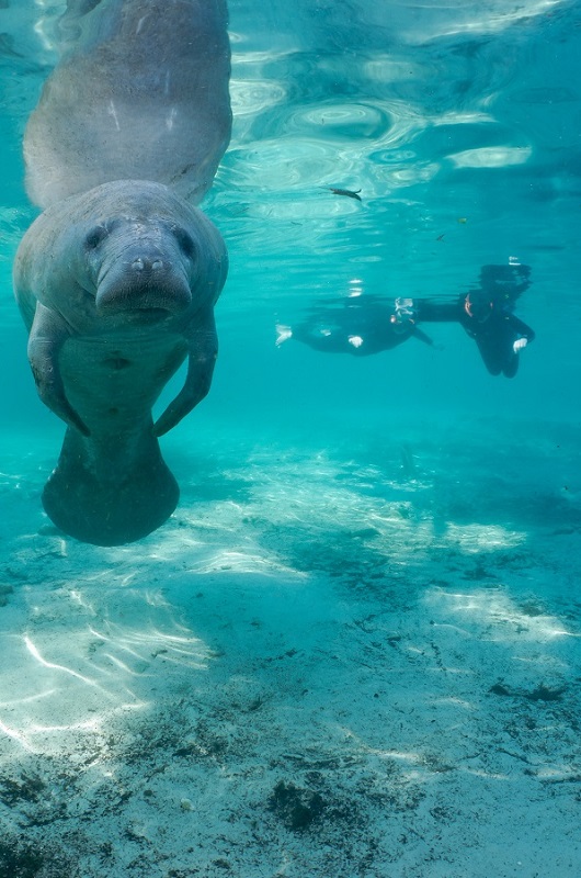 Lee County Manatee Toll Rises: 25 Deaths in One Week, FWC Investigating Cold-Weather Link