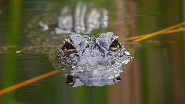 Can the Everglades Help Fight Climate Change? Scientists Say Yes, With a Catch