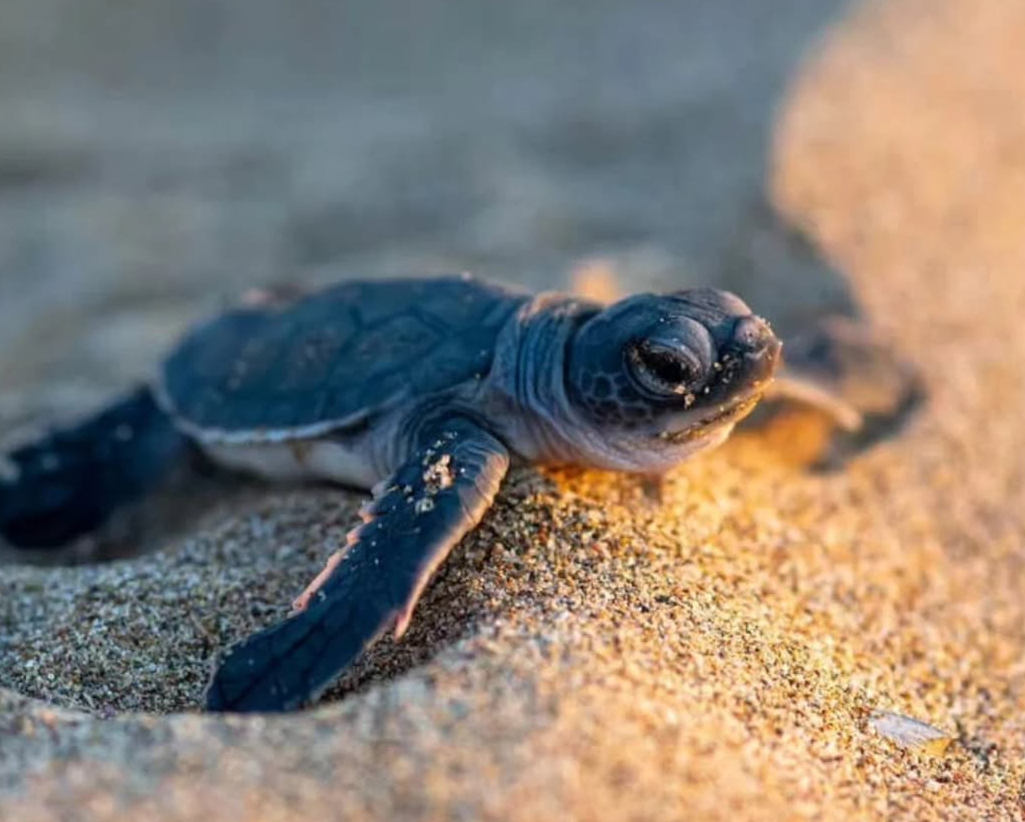 Sea Turtle Nesting Season (May 1–Oct 31): How to Be a Beach Hero for ...