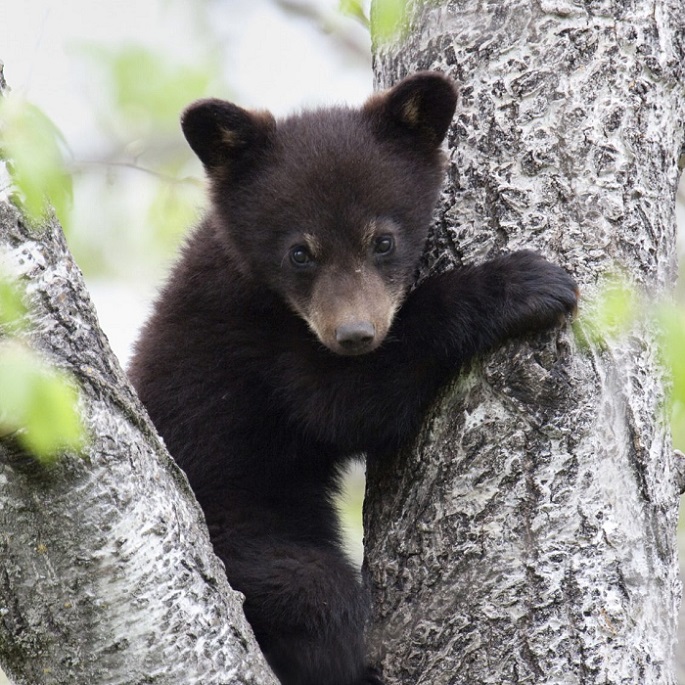Florida Lawmakers Slash Flagship ‘Florida Forever’ Conservation Budget to Zero