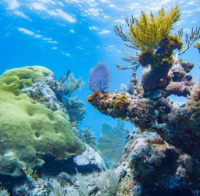 Class Is In Session Under The Sea Dive Into Florida s Coral Reef Class Is In Session Under The Sea Dive Into Florida s Coral Reef