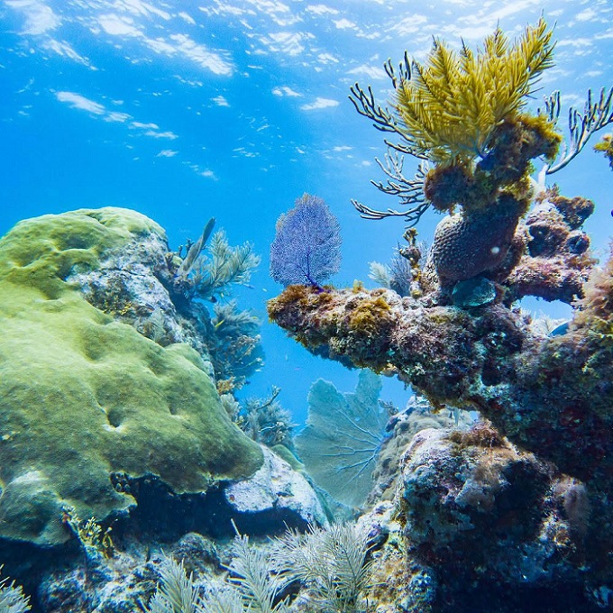 Class Is in Session Under the Sea: Dive into Florida’s Coral Reef Awareness Week