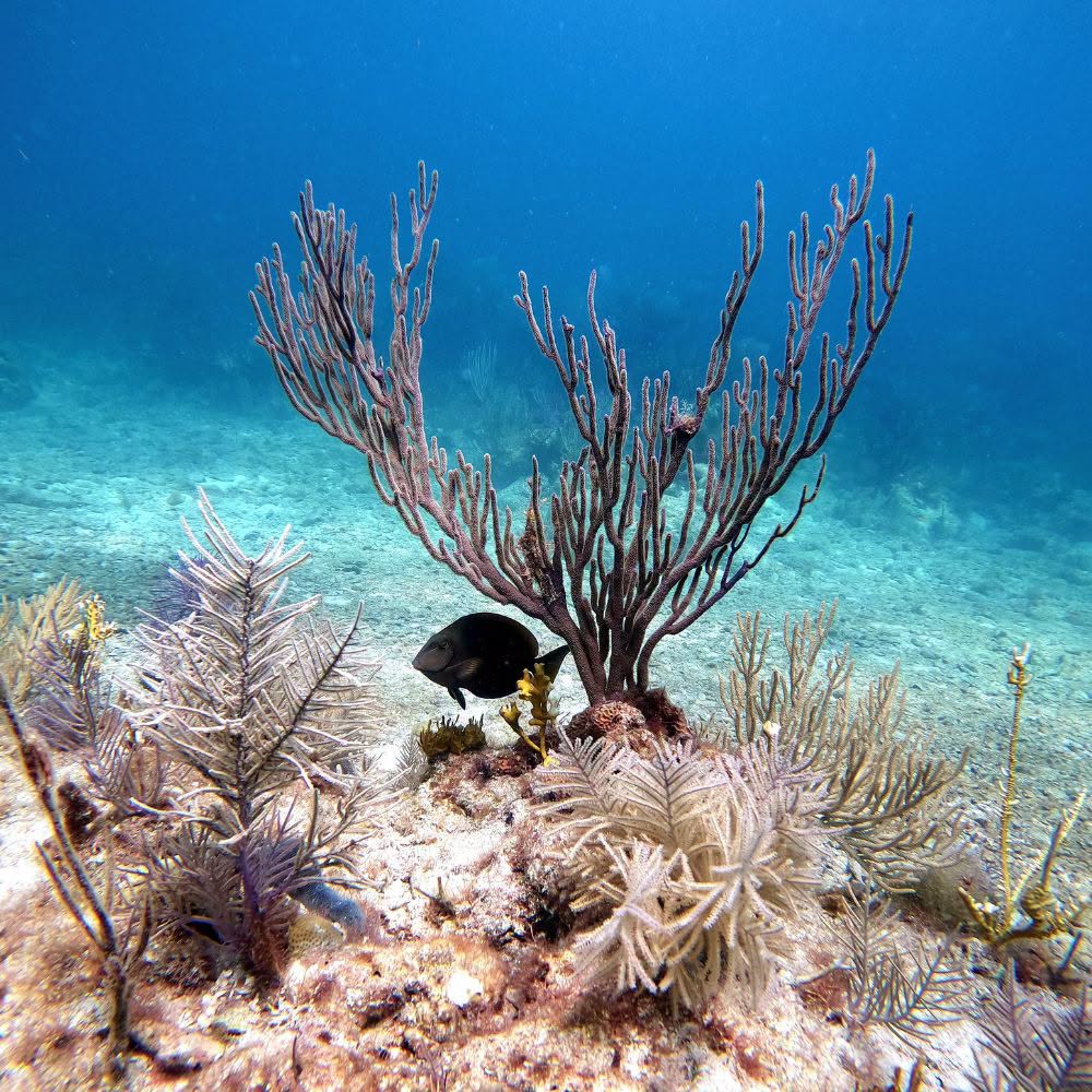 Class Is In Session Under The Sea Dive Into Florida s Coral Reef Class Is In Session Under The Sea Dive Into Florida s Coral Reef